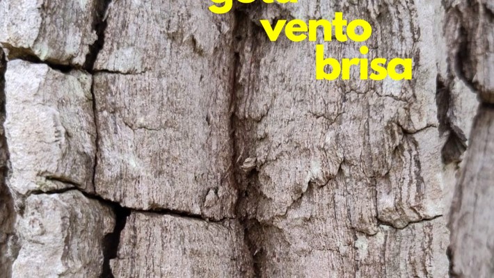 Confira a capa, ficha técnica do álbum “descaminhos: gota vento brisa “, do poeta e músico Marcos Freitas