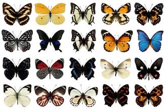 As borboletas - Vinícius de Moraes