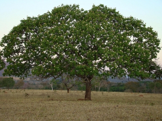 A árvore da morte - Clarisse de Oliveira